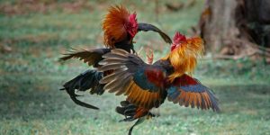 Đá Gà Trực Tiếp Ww88 Và Những Điều Cần Biết Cho Tân Thủ 3 Đá Gà Trực Tiếp Ww88 Và Những Điều Cần Biết Cho Tân Thủ