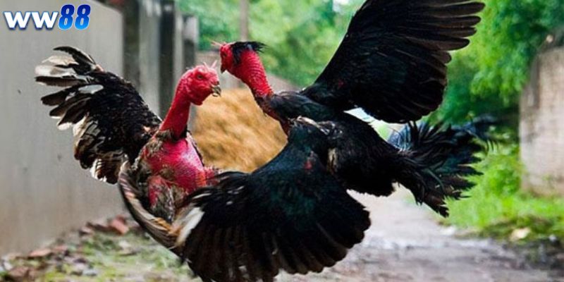 Chiến Thuật Chơi Đá Gà Tinh Tế, Cược Là Thắng 3 Người chơi cần chuẩn bị gì khi chơi đá gà