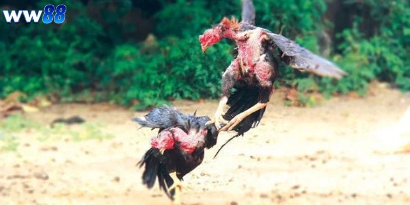 Chiến Thuật Chơi Đá Gà Tinh Tế, Cược Là Thắng 4 Các chiến thuật chơi đá gà tinh tế bách chiến bách thắng