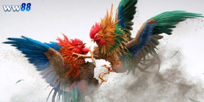 Chiến Thuật Chơi Đá Gà Tinh Tế, Cược Là Thắng 1 Chiến Thuật Chơi Đá Gà Tinh Tế, Cược Là Thắng