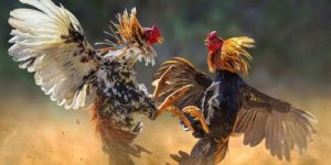 Đá Gà WW88 Sàn Đấu Sôi Động Của Những Chiến Kê Đẳng Cấp 4 Đá Gà WW88 Sàn Đấu Sôi Động Của Những Chiến Kê Đẳng Cấp